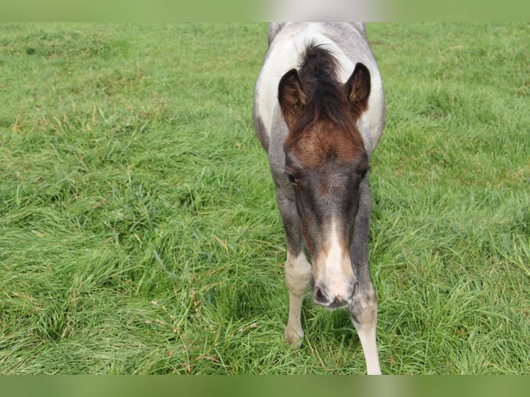 Barocco pinto Giumenta 1 Anno Può diventare grigio in Barger-Compascuum