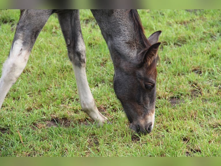 Barocco pinto Giumenta 1 Anno Può diventare grigio in Barger-Compascuum