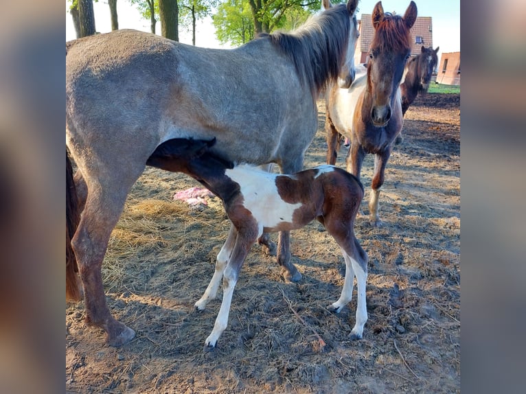 Barocco pinto Giumenta 1 Anno Può diventare grigio in Barger-Compascuum