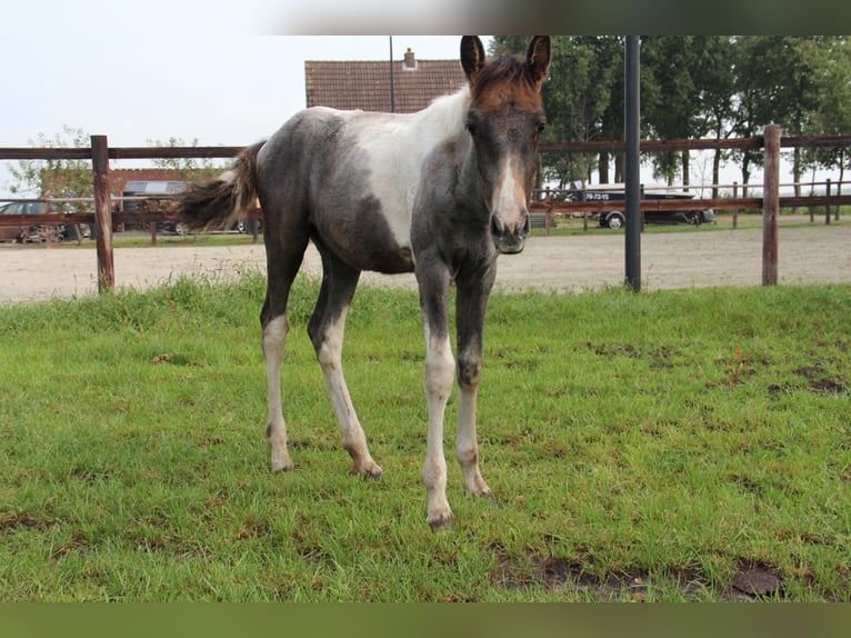 Barocco pinto Giumenta 1 Anno Può diventare grigio in Barger-Compascuum