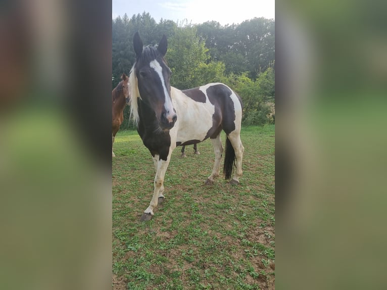 Barocco pinto Giumenta 2 Anni 150 cm Pezzato in Schefflenz