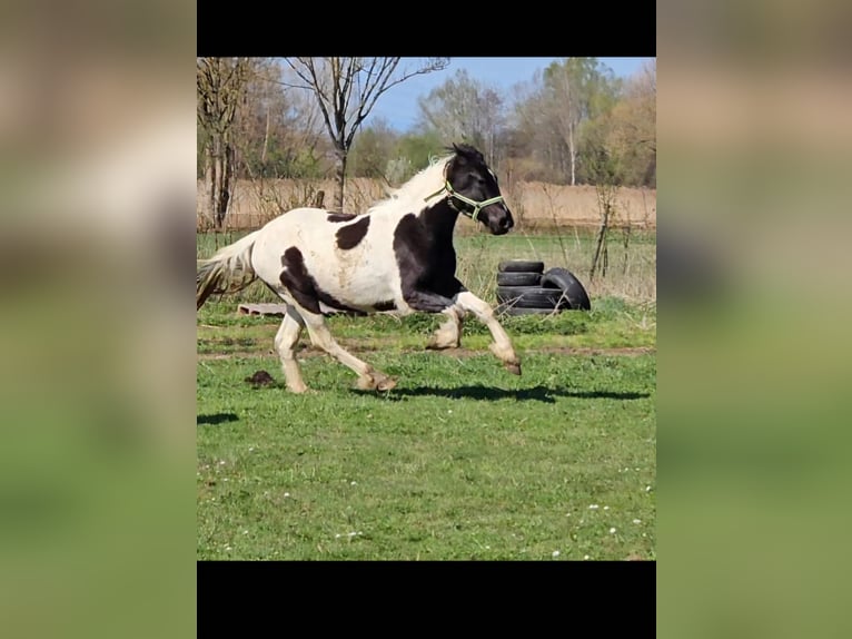 Barocco pinto Giumenta 2 Anni 150 cm Pezzato in Schallstadt