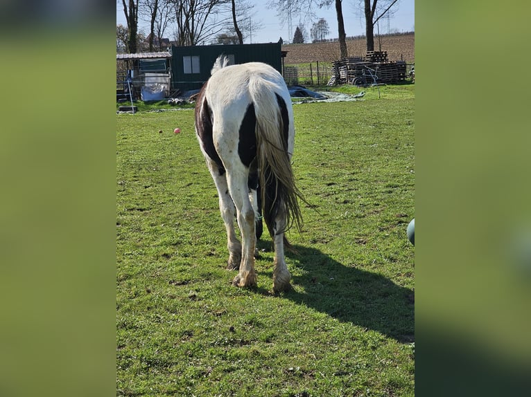 Barocco pinto Giumenta 2 Anni 150 cm Pezzato in Schallstadt