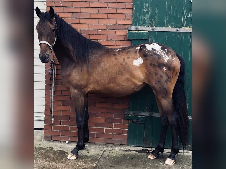 Barocco pinto Mix Giumenta 2 Anni 160 cm Leopard in Hespe
