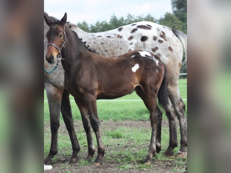 Barocco pinto Mix Giumenta 2 Anni 160 cm Leopard in Hespe