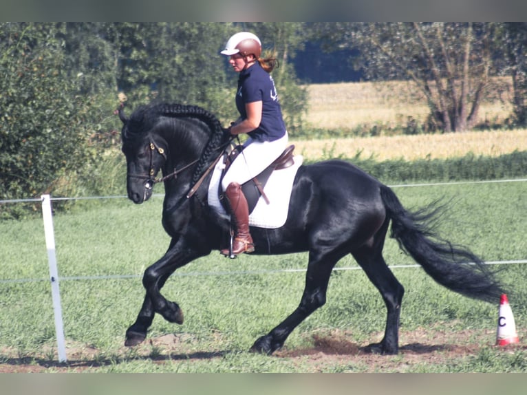 Barocco pinto Mix Giumenta 2 Anni 160 cm Leopard in Hespe