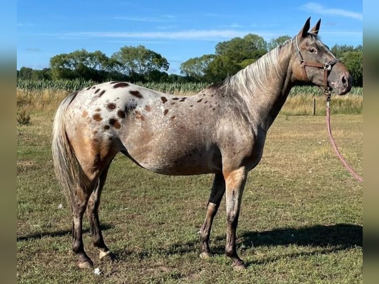 Barocco pinto Mix Giumenta 2 Anni 160 cm Leopard in Hespe