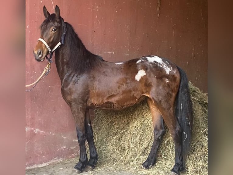 Barocco pinto Mix Giumenta 2 Anni 160 cm Leopard in Hespe