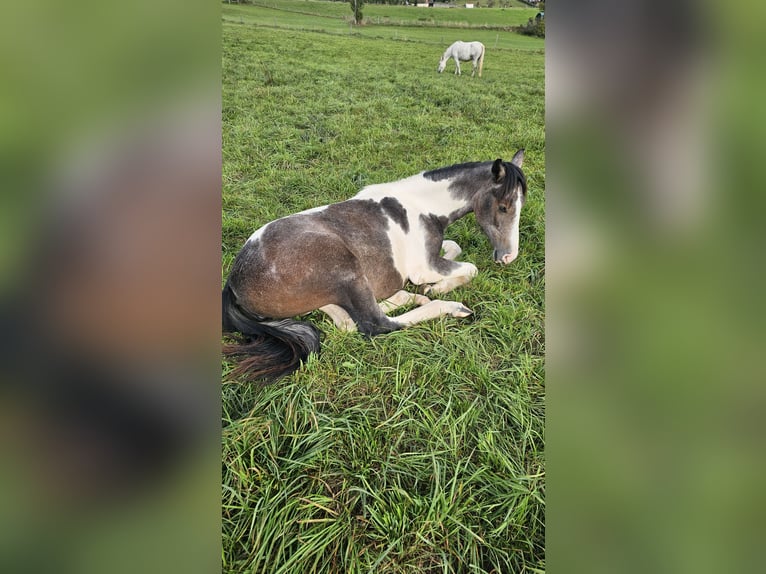 Barocco pinto Giumenta 2 Anni 160 cm Pezzato in Moosburg