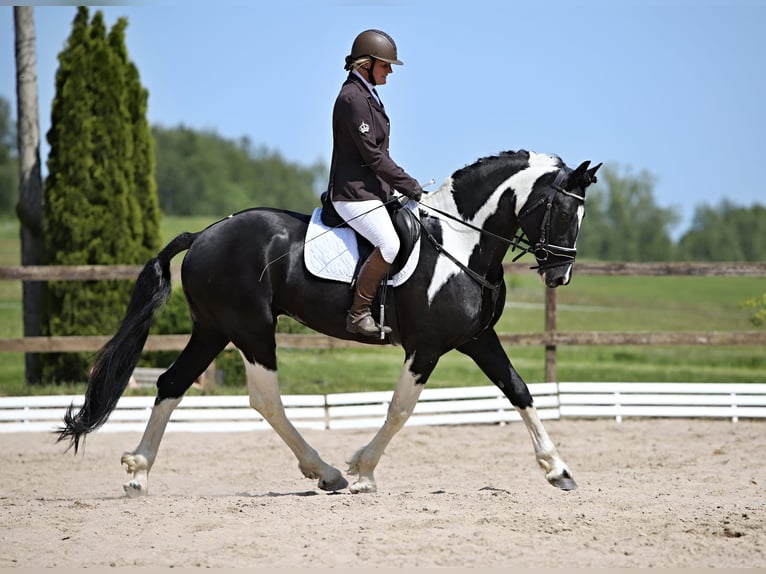 Barocco pinto Giumenta 2 Anni 175 cm Morello in Plzeň-sever