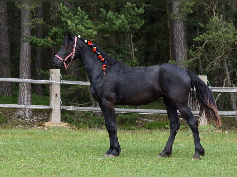 Barocco pinto Giumenta 2 Anni 175 cm Morello in Plzeň-sever