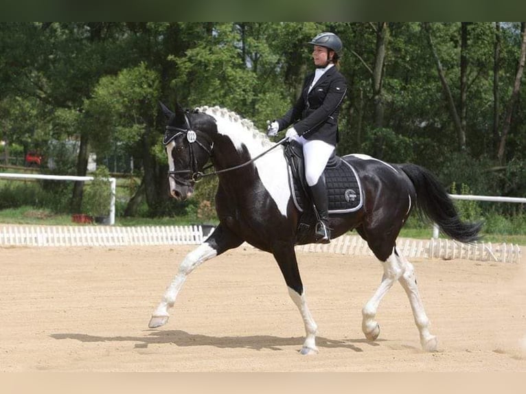 Barocco pinto Giumenta 2 Anni 175 cm Morello in Plzeň-sever