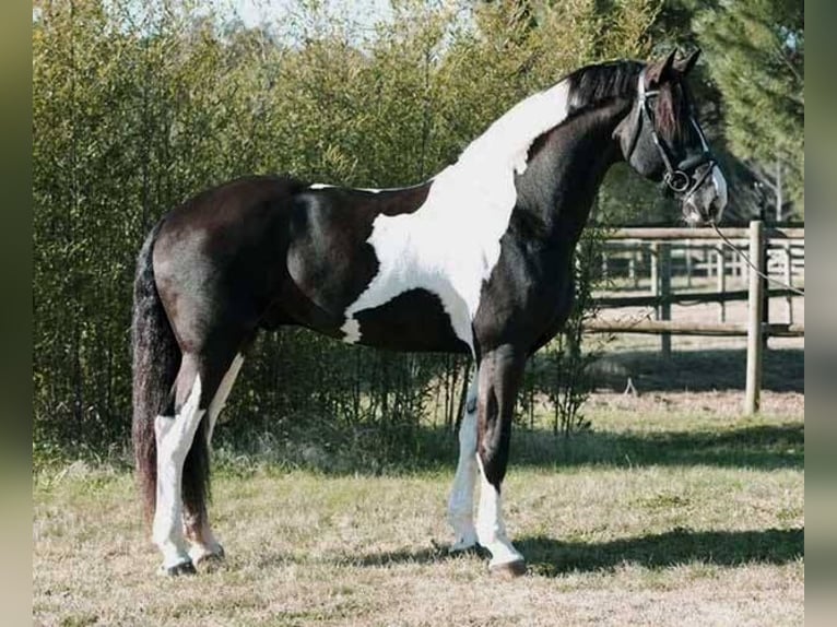 Barocco pinto Giumenta 2 Anni 175 cm Morello in Plzeň-sever