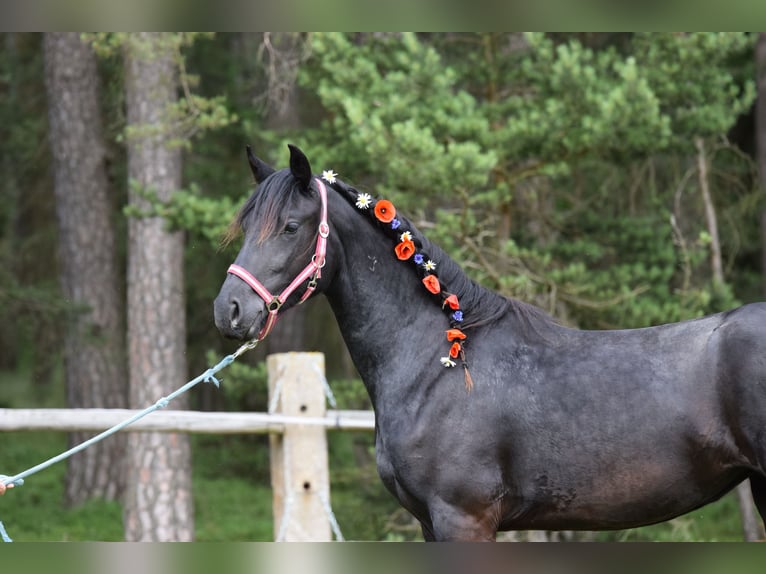 Barocco pinto Giumenta 2 Anni 175 cm Morello in Plzeň-sever