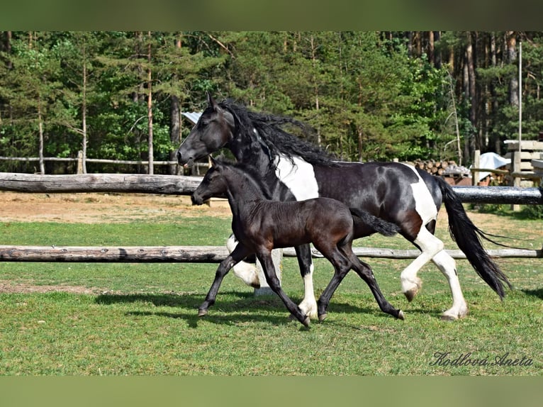 Barocco pinto Giumenta 2 Anni 175 cm Morello in Plzeň-sever