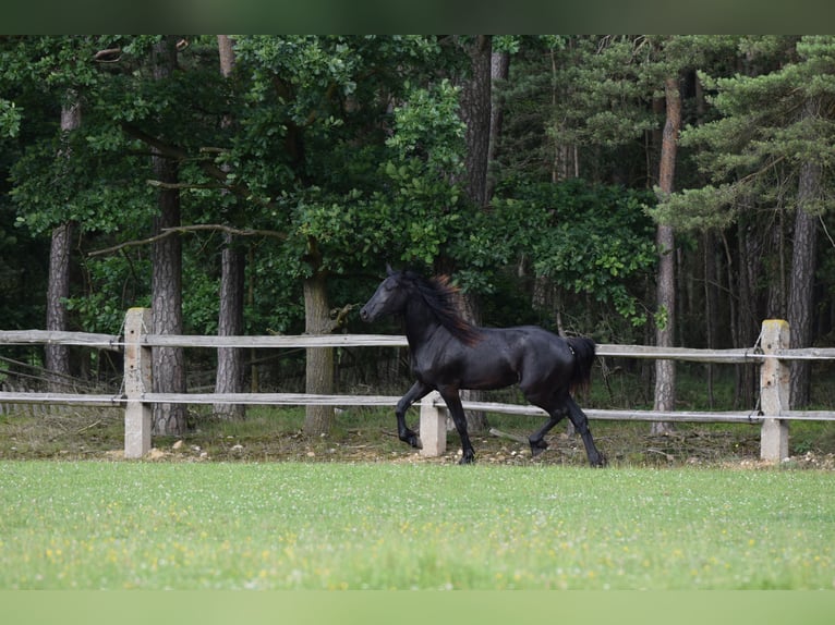 Barocco pinto Giumenta 2 Anni 175 cm Morello in Plzeň-sever