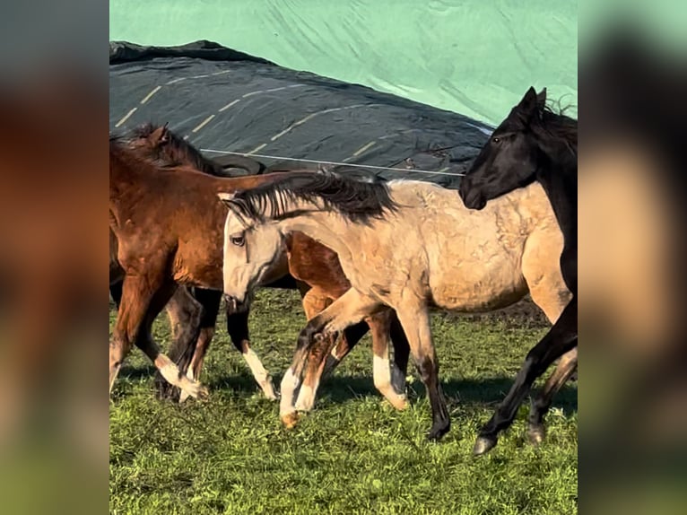 Barocco pinto Giumenta 2 Anni Pelle di daino in HamminkelnHamminkeln