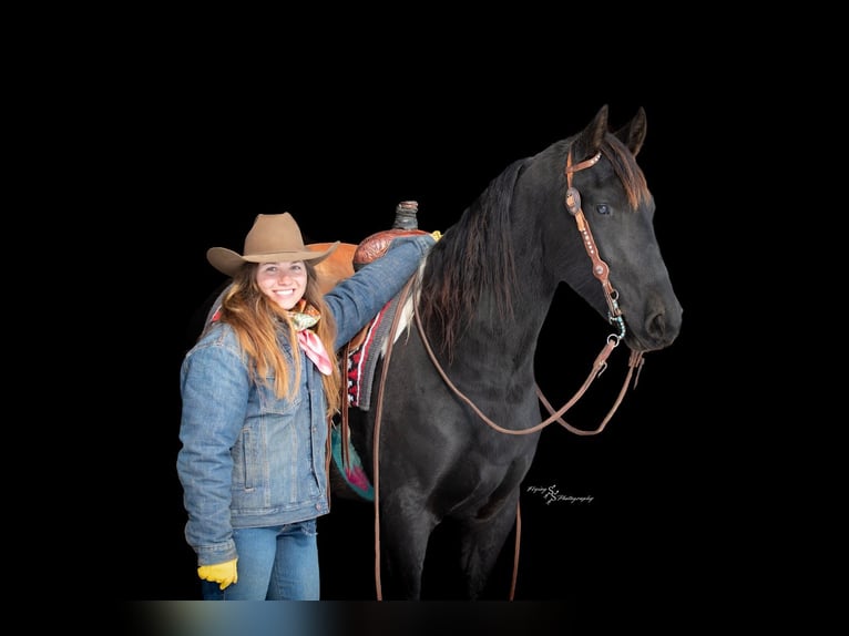 Barocco pinto Giumenta 3 Anni 150 cm Morello in Hastings