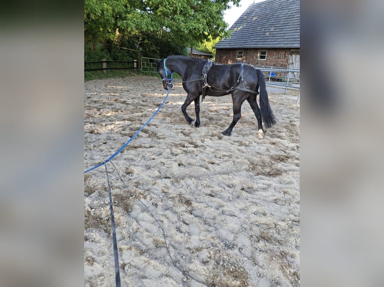 Barocco pinto Giumenta 3 Anni 157 cm Morello in Wesel