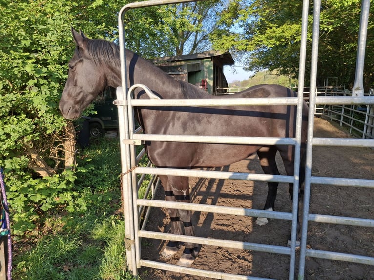 Barocco pinto Giumenta 3 Anni 157 cm Morello in Wesel