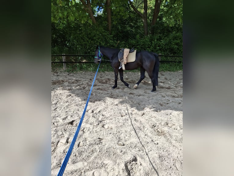 Barocco pinto Giumenta 3 Anni 157 cm Morello in Wesel
