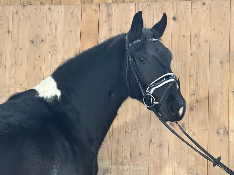 Barocco pinto Giumenta 3 Anni 157 cm Pezzato in Riedlingen