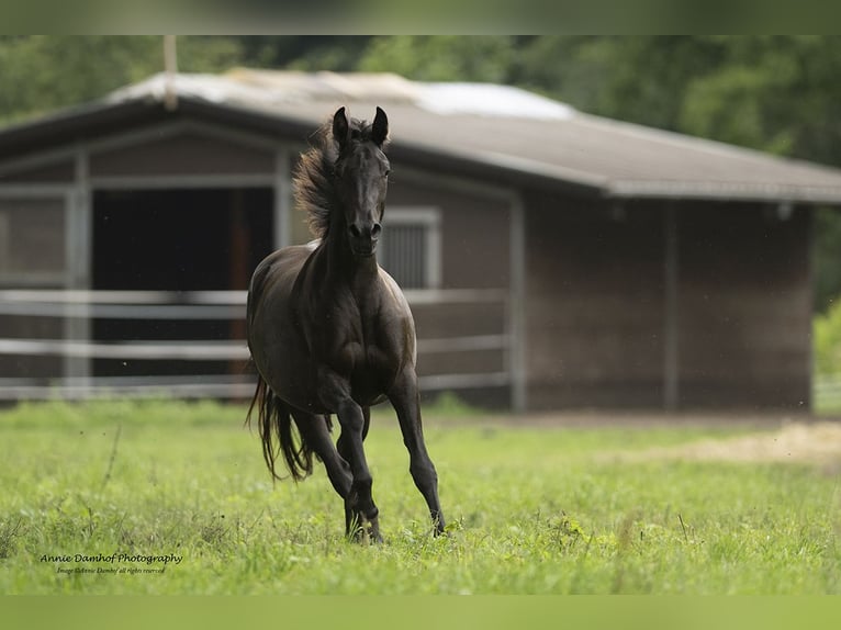 Barocco pinto Giumenta 3 Anni 158 cm Morello in Halle