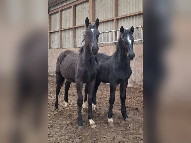 Barocco pinto Giumenta 3 Anni 158 cm Tobiano-tutti i colori in Oosterzee