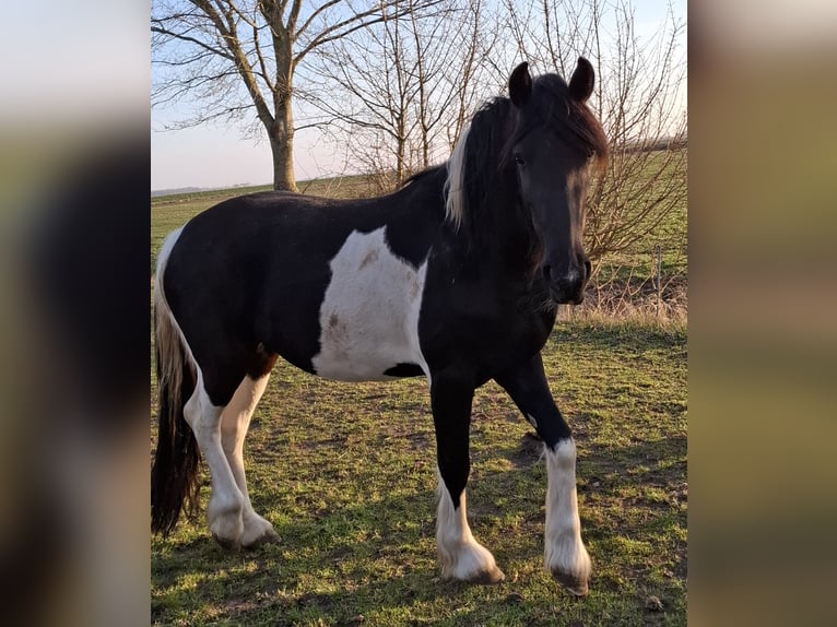 Barocco pinto Giumenta 3 Anni 158 cm Tobiano-tutti i colori in Oosterzee