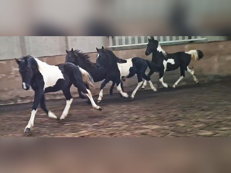 Barocco pinto Giumenta 3 Anni 158 cm Tobiano-tutti i colori in Oosterzee