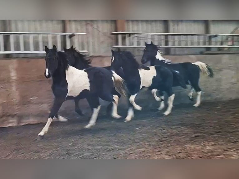 Barocco pinto Giumenta 3 Anni 158 cm Tobiano-tutti i colori in Oosterzee