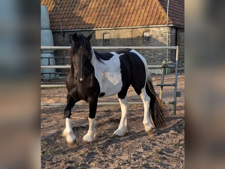 Barocco pinto Giumenta 3 Anni 158 cm Tobiano-tutti i colori in Oosterzee