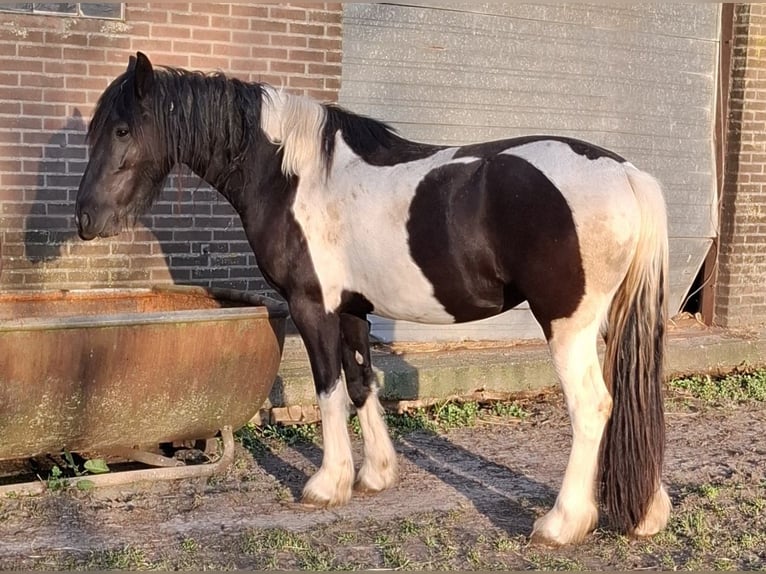 Barocco pinto Giumenta 3 Anni 158 cm Tobiano-tutti i colori in Oosterzee