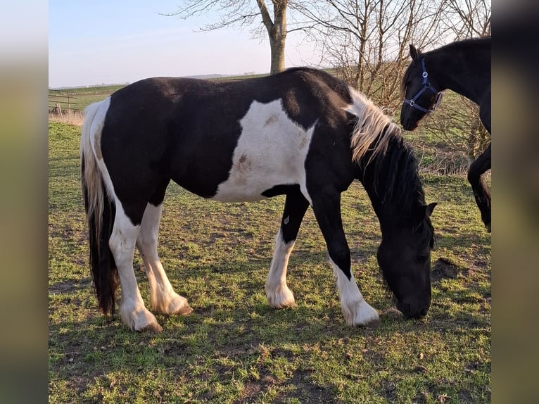 Barocco pinto Giumenta 3 Anni 158 cm Tobiano-tutti i colori in Oosterzee