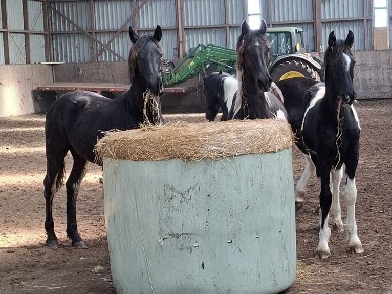 Barocco pinto Giumenta 3 Anni 158 cm Tobiano-tutti i colori in Oosterzee