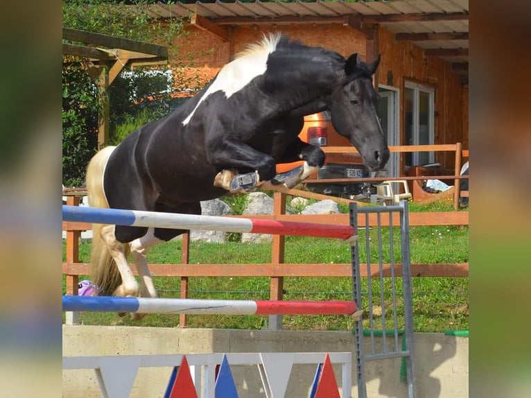 Barocco pinto Giumenta 3 Anni 160 cm Pezzato in Manses