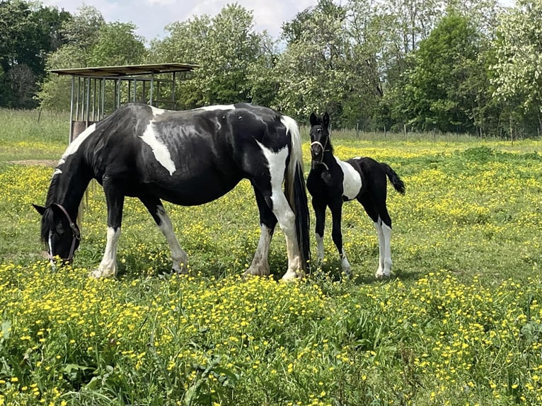 Barocco pinto Giumenta 3 Anni 162 cm Tobiano-tutti i colori in Haarlem