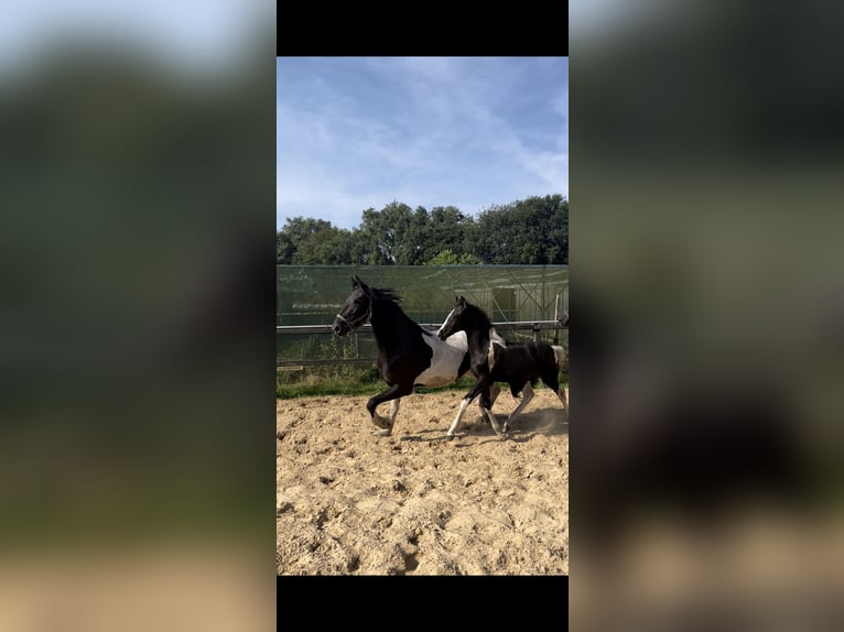 Barocco pinto Giumenta 3 Anni 163 cm Pezzato in Deurningen