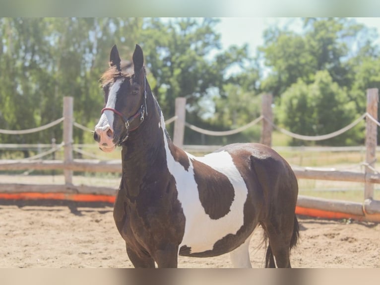 Barocco pinto Giumenta 4 Anni 153 cm Pezzato in Kotzen