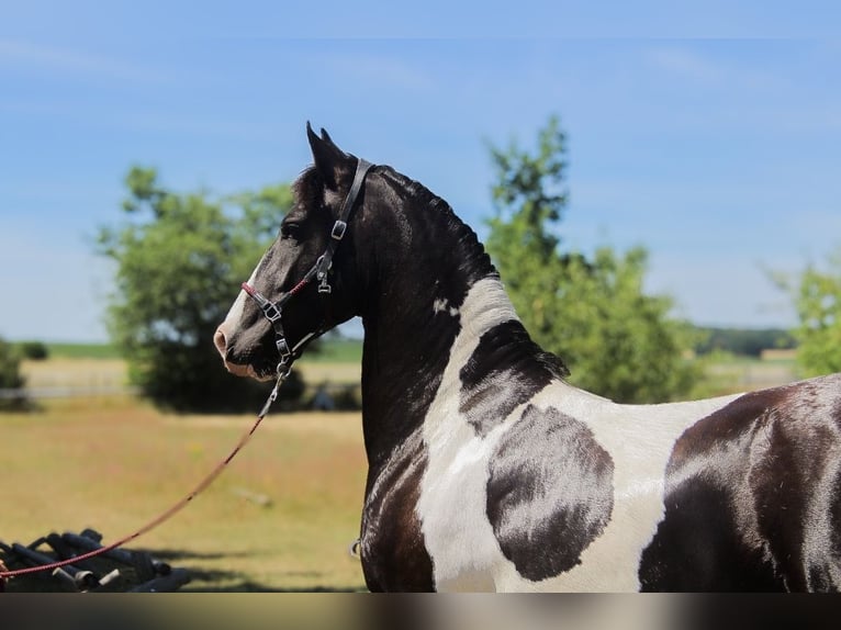 Barocco pinto Giumenta 4 Anni 153 cm Pezzato in Kotzen