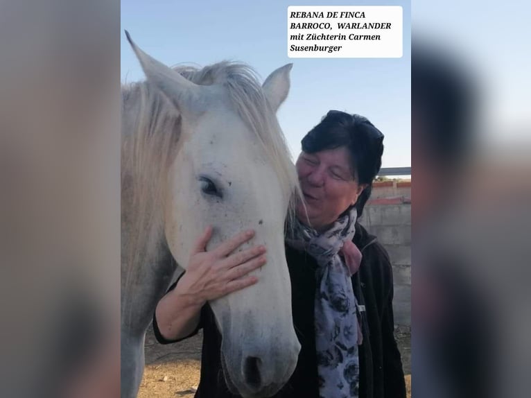 Barocco pinto Giumenta 4 Anni 159 cm Grigio in Chiclana de la Frontera