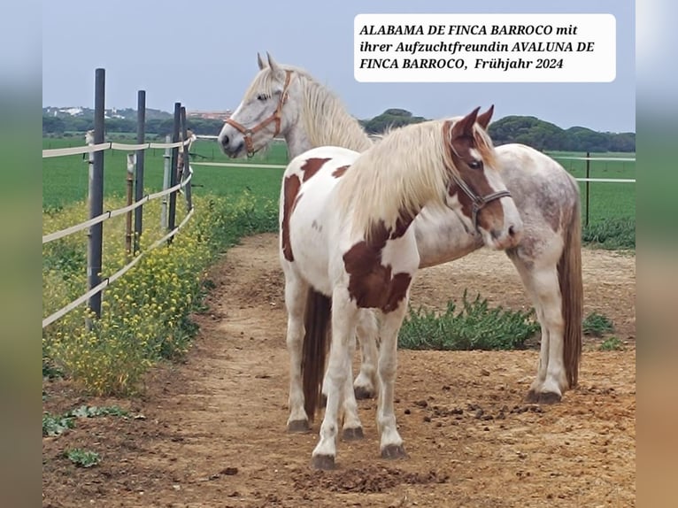 Barocco pinto Giumenta 4 Anni 159 cm Grigio in Chiclana de la Frontera