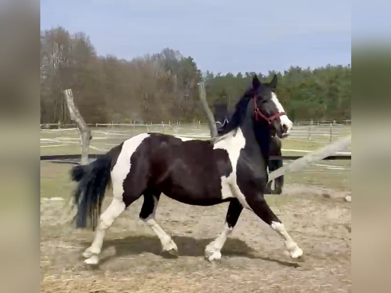 Barocco pinto Giumenta 4 Anni 160 cm Pezzato in Großbeeren