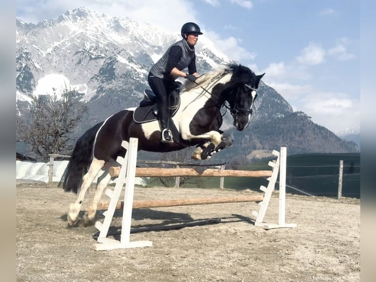 Barocco pinto Giumenta 4 Anni 160 cm Pezzato in Irdning