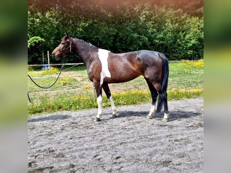 Barocco pinto Giumenta 4 Anni 163 cm Pezzato in Söderköping