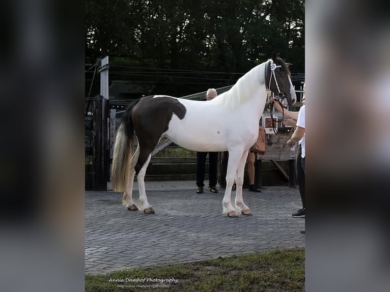 Barocco pinto Giumenta 4 Anni 167 cm Pezzato in Schagen