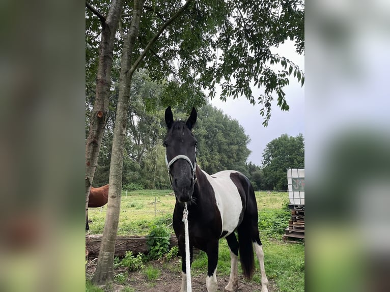 Barocco pinto Giumenta 4 Anni 170 cm Pezzato in Ghlin