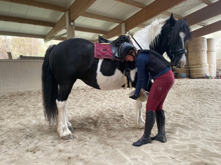 Barocco pinto Giumenta 5 Anni 155 cm Pezzato in Nöstach