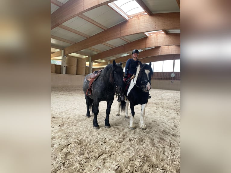 Barocco pinto Giumenta 5 Anni 155 cm Pezzato in Nöstach