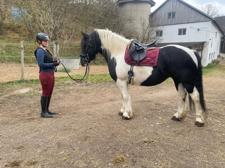 Barocco pinto Giumenta 5 Anni 155 cm Pezzato in Nöstach